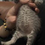 Why_is_my_3_week_old_kitten_s_belly_so_bloated