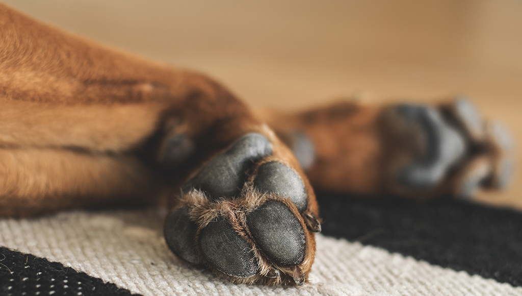 blisters on dogs feet