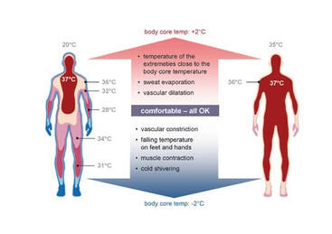 briefly explain how perspiration allows humans to maintain their body temperature
