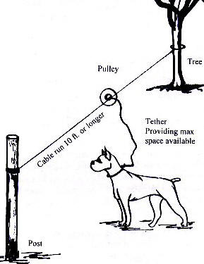 cable Run For Dogs